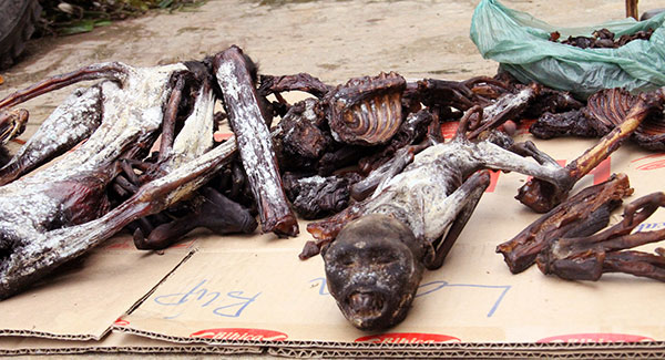 Lâm Đồng: Liên tiếp phát hiện voọc chà vá chân đen bị giết hại